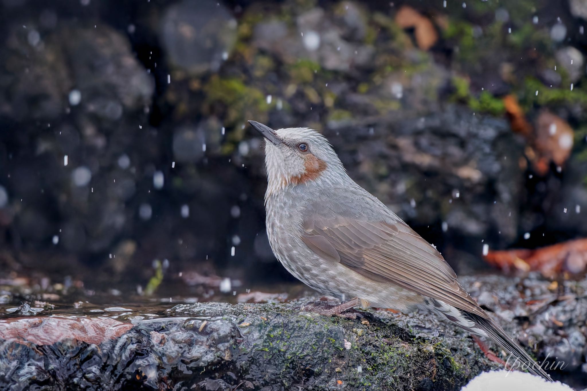 Brown-eared Bulbul