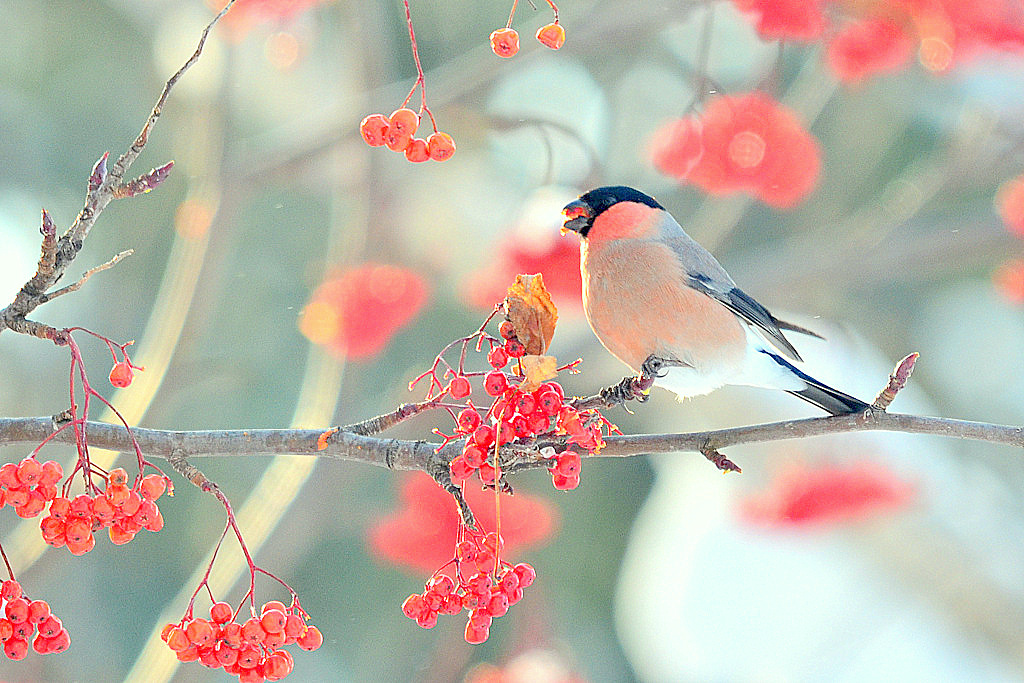 Eurasian Bullfinch