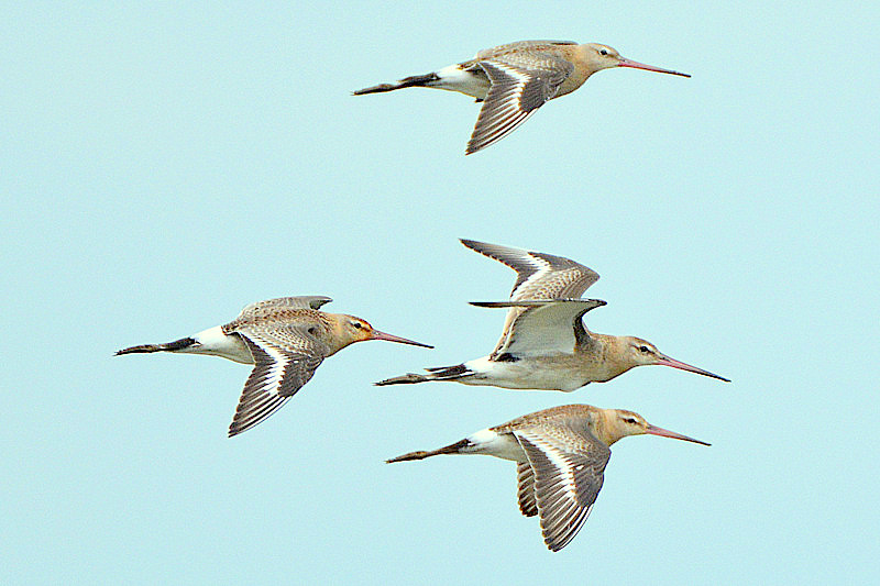 Black-tailed Godwit