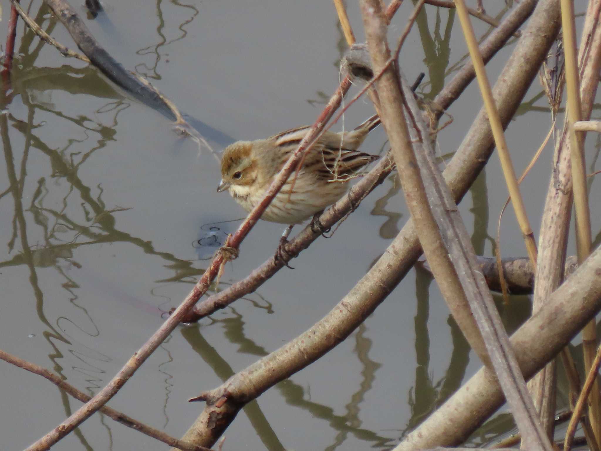 Common Reed Bunting