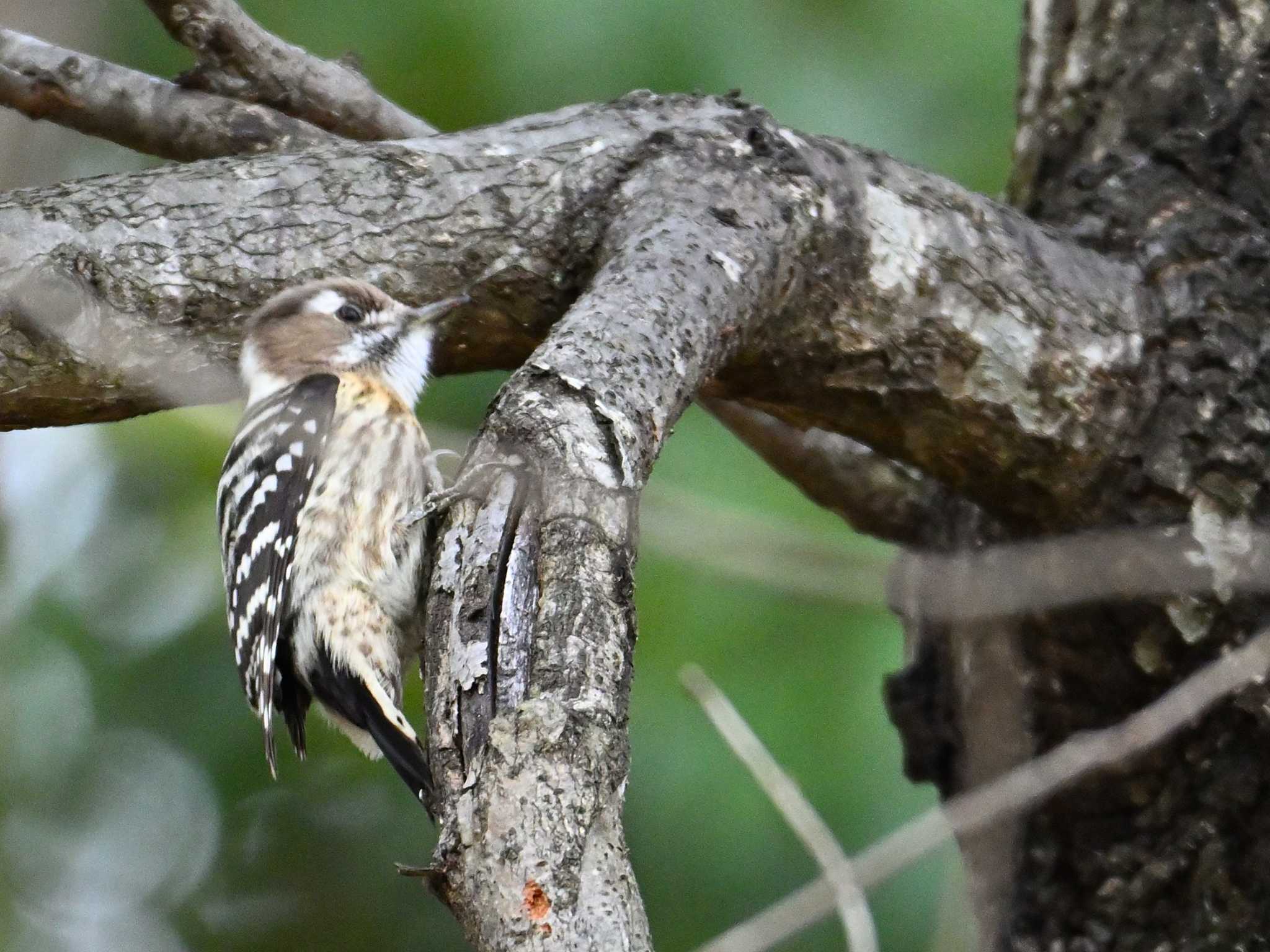 Japanese Pygmy Woodpecker