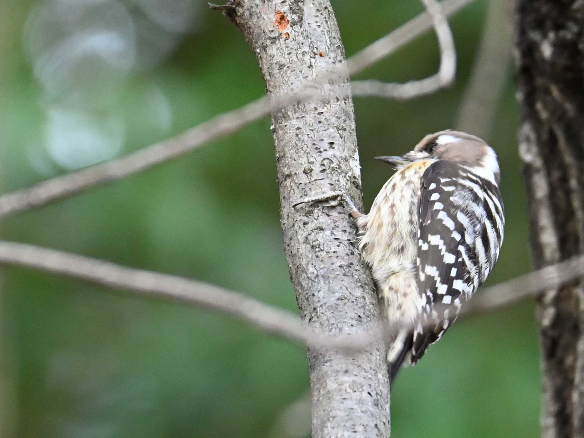 Japanese Pygmy Woodpecker