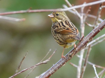 Masked Bunting 稲佐山公園 Wed, 2/7/2024