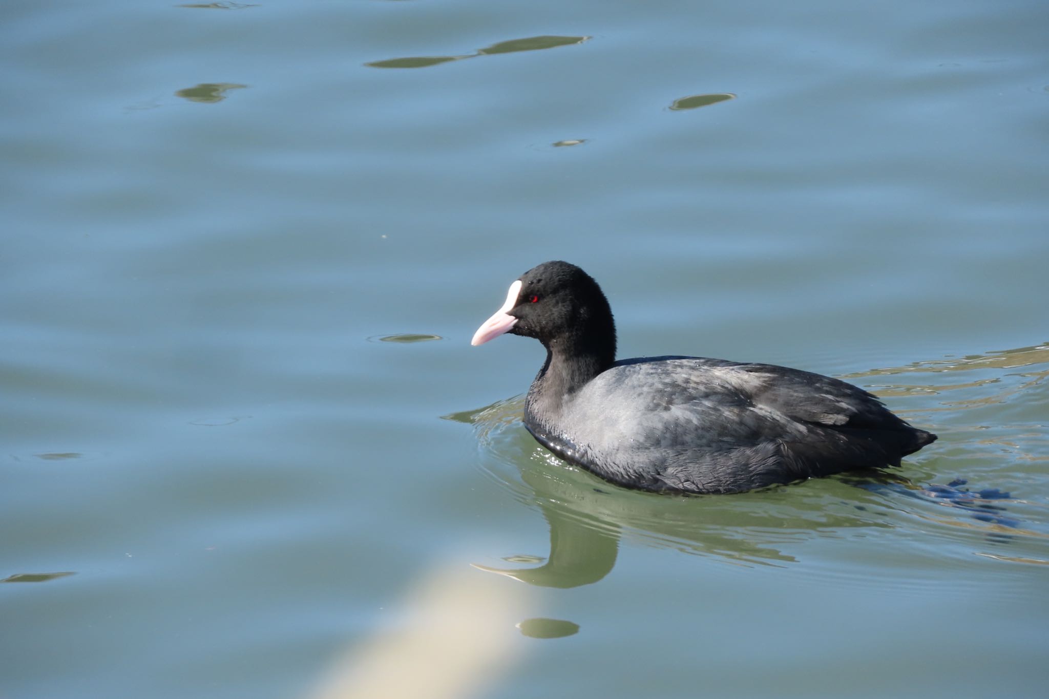 Photo of Eurasian Coot at 浅野川(金沢市) by yossan1969