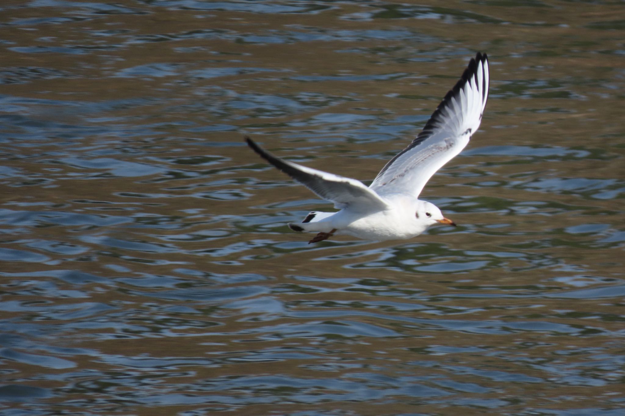 Photo of Black-headed Gull at 浅野川(金沢市) by yossan1969