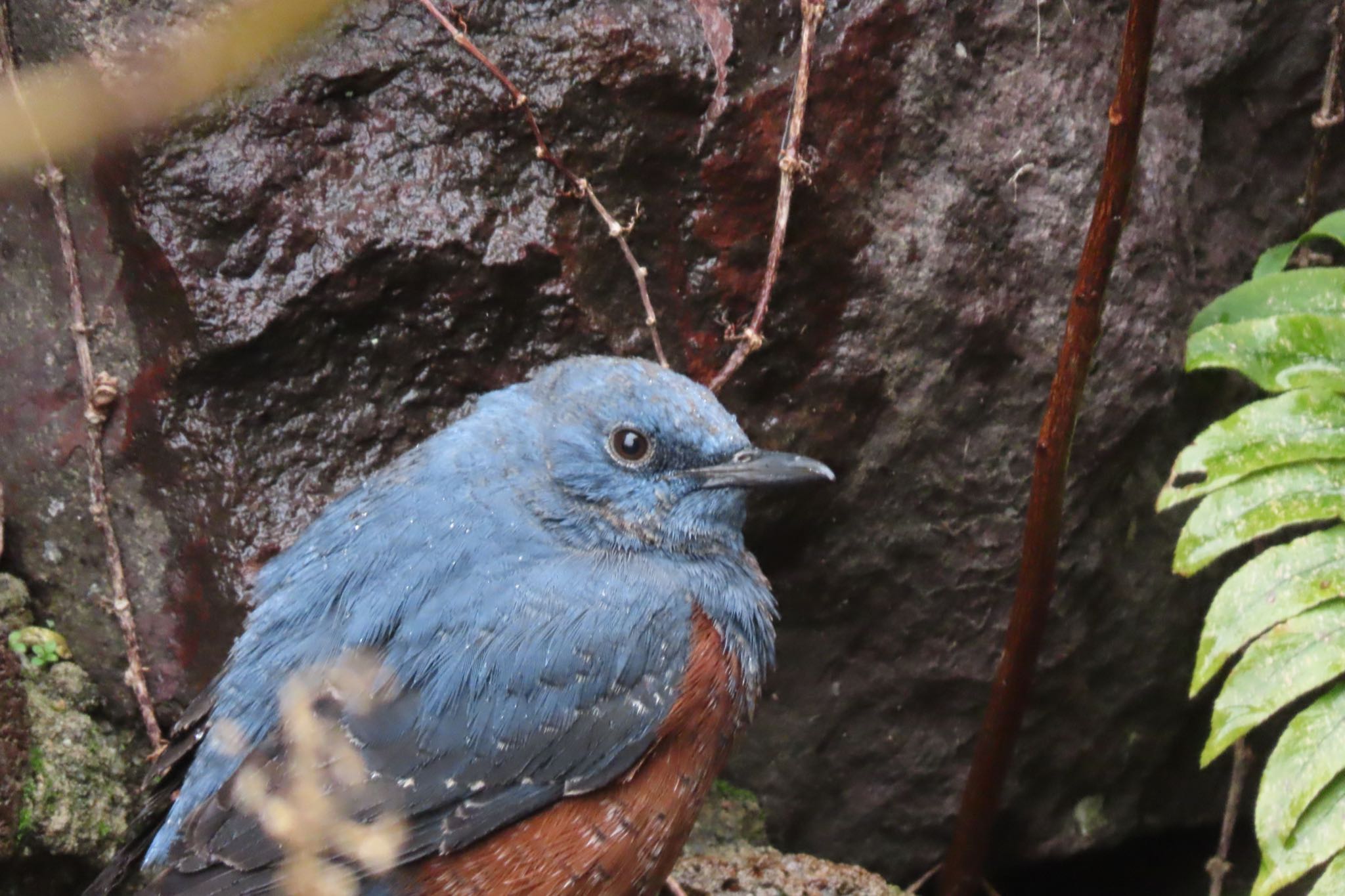 Photo of Blue Rock Thrush at 金沢市 by yossan1969