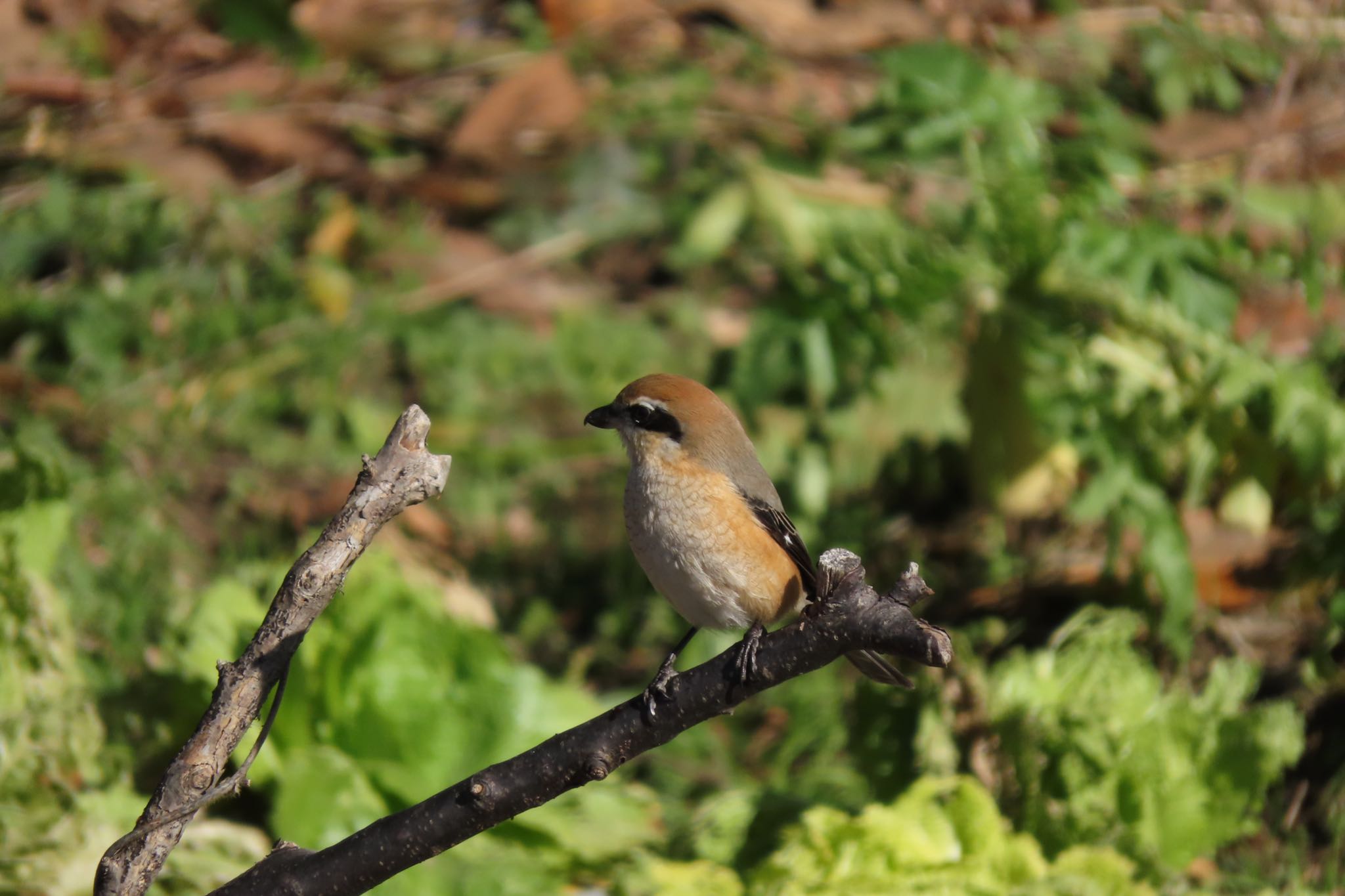 Photo of Bull-headed Shrike at 浅野川(金沢市) by yossan1969