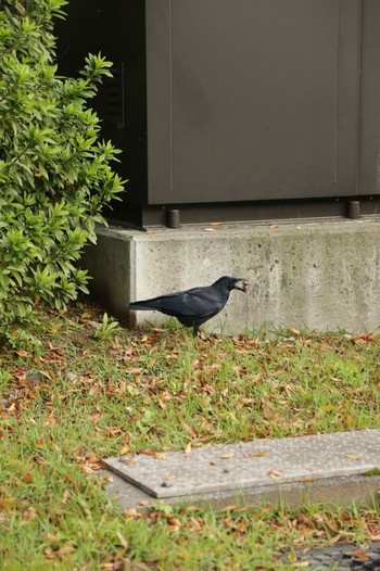 Carrion Crow 金沢城公園 Sat, 11/11/2023