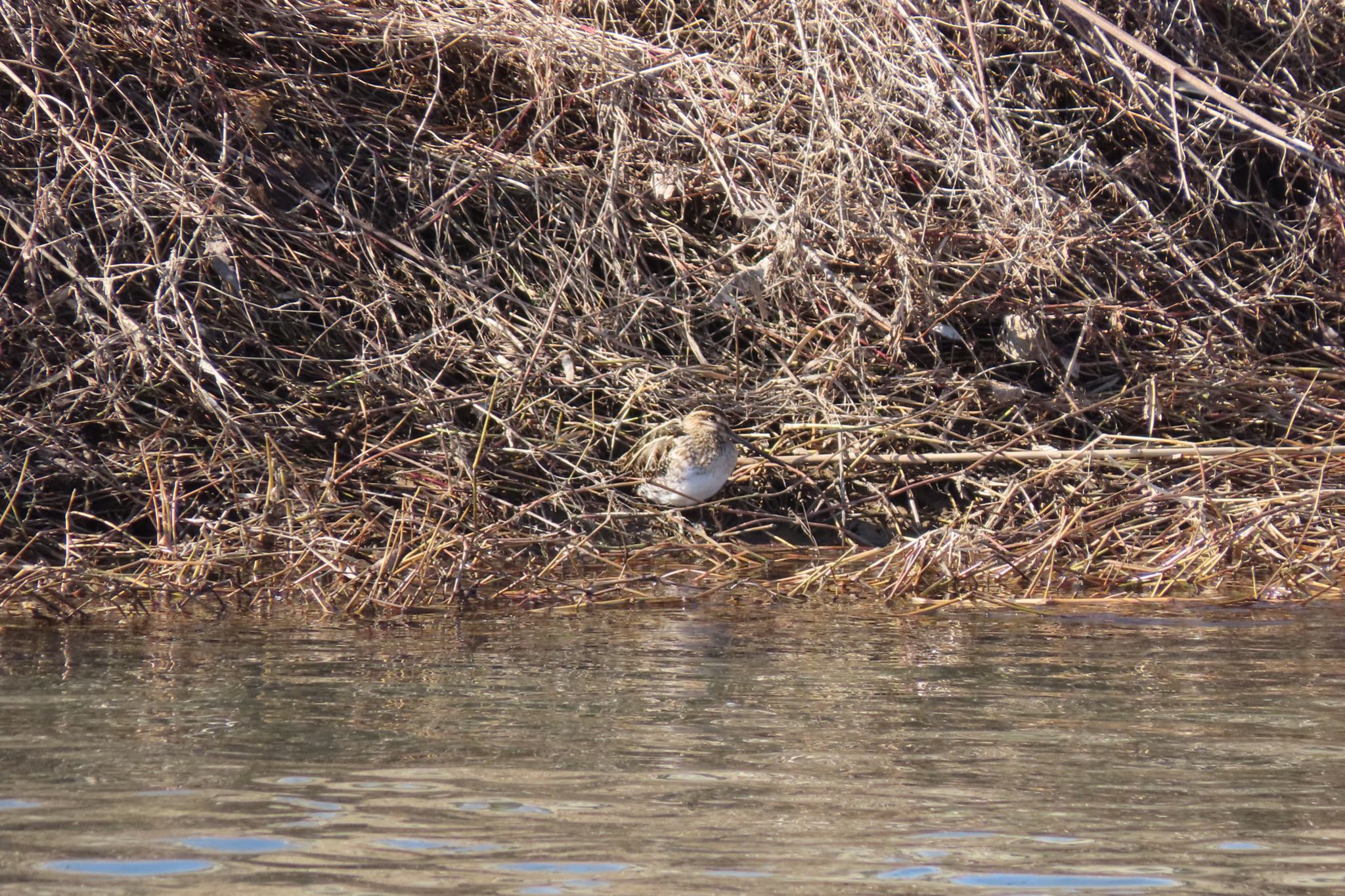 Photo of Common Snipe at 浅野川(松寺橋付近) by yossan1969