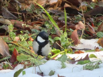 Japanese Tit Unknown Spots Wed, 2/7/2024