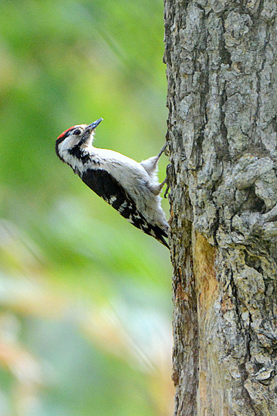 Photo of Lesser Spotted Woodpecker at 北海道 by Markee Norman