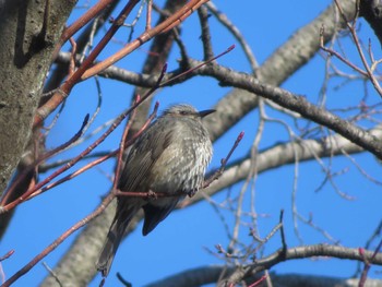 Brown-eared Bulbul Unknown Spots Wed, 2/7/2024