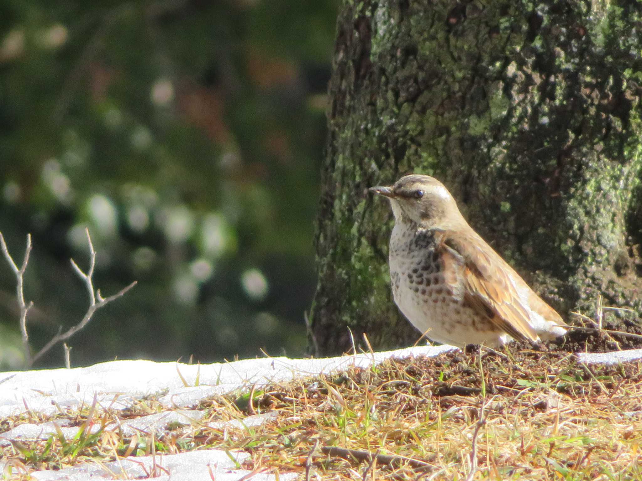 Photo of Dusky Thrush at  by KAT