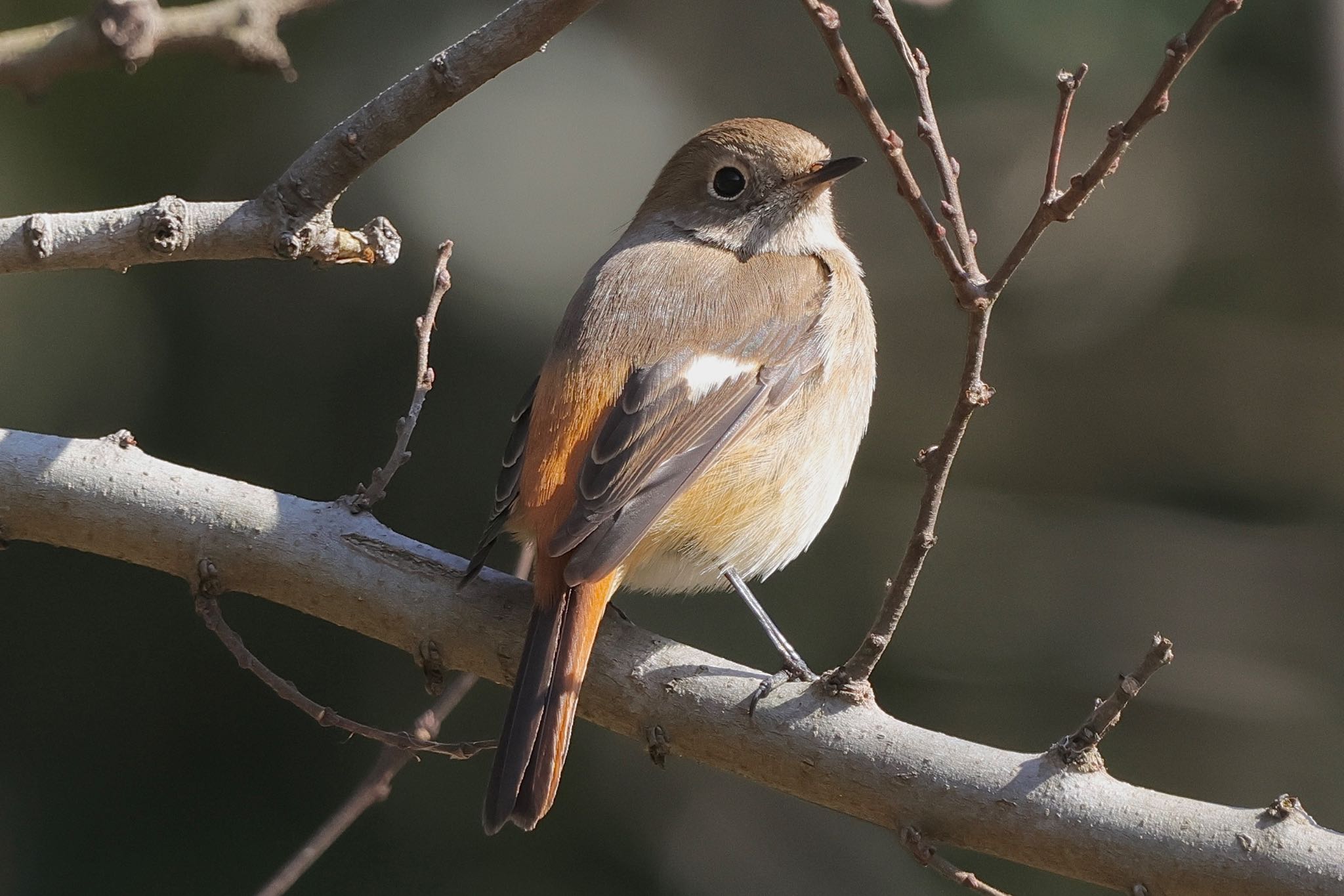 Daurian Redstart