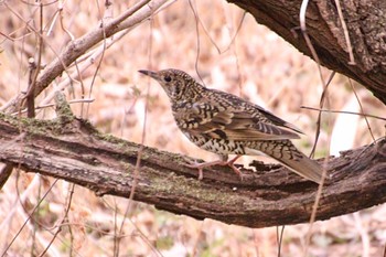 White's Thrush 羽村堰(下流) Sun, 2/4/2024