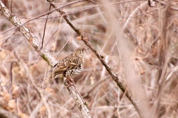 White's Thrush 羽村堰(下流) Sun, 2/4/2024