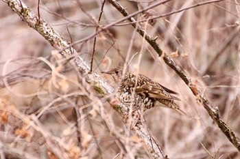 White's Thrush 羽村堰(下流) Sun, 2/4/2024