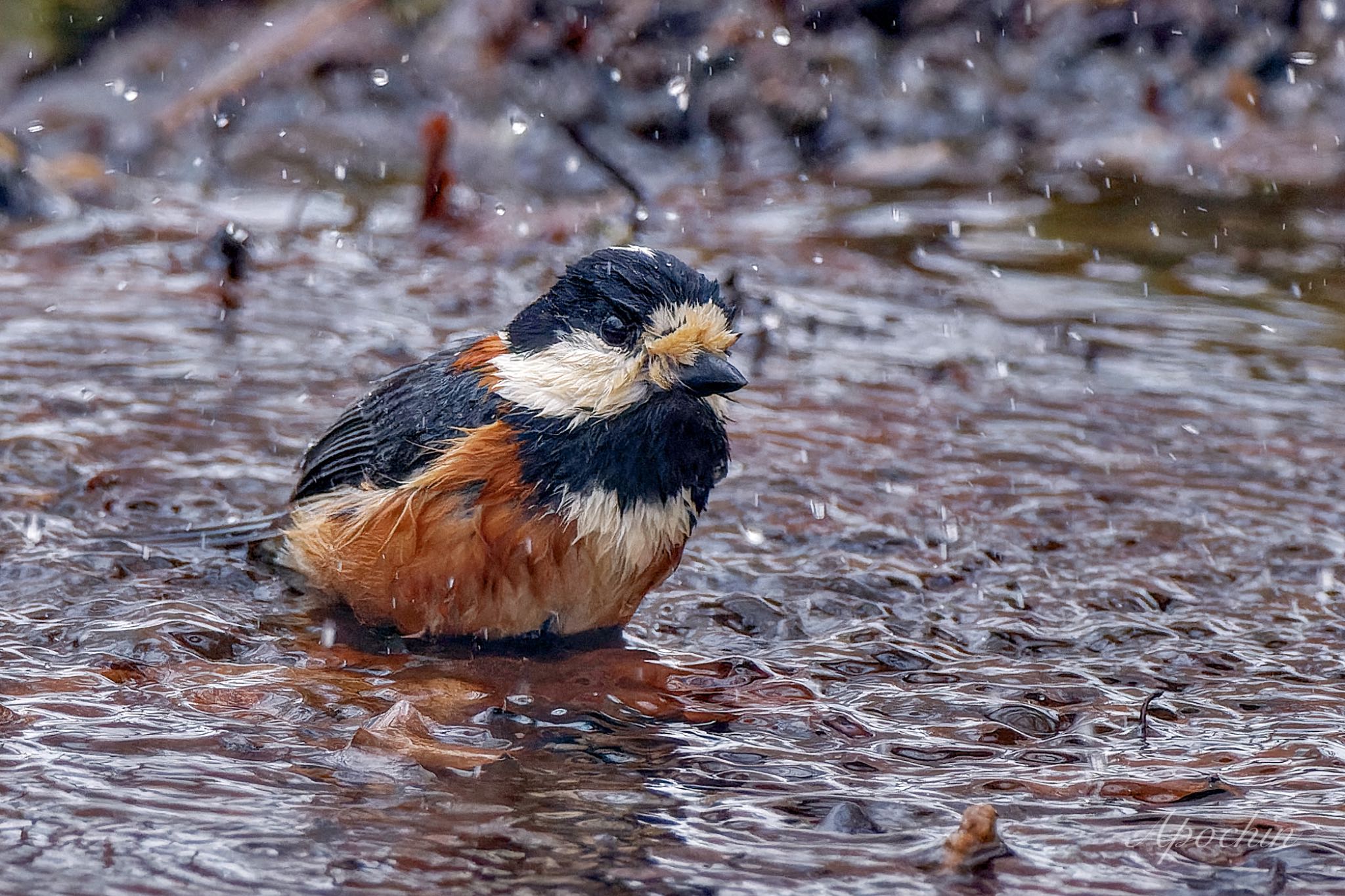 Varied Tit