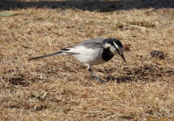 White Wagtail 東京湾 Wed, 2/7/2024