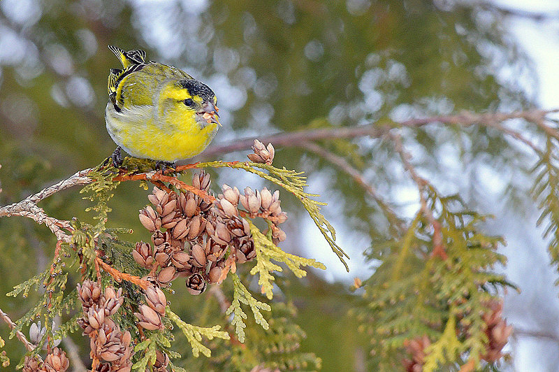 Eurasian Siskin