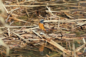 ジョウビタキ 行徳鳥獣保護区 2024年2月7日(水)