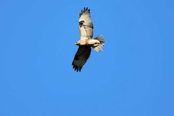 ノスリ 行徳鳥獣保護区 2024年2月7日(水)