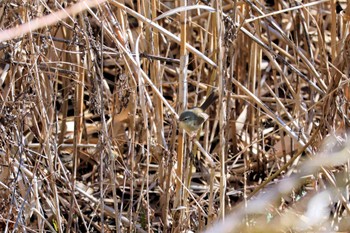 ウグイス 行徳鳥獣保護区 2024年2月7日(水)