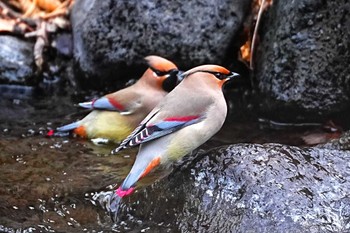 Japanese Waxwing 赤城山 Sun, 2/4/2024