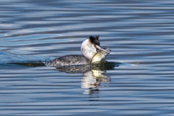 カンムリカイツブリ 鶴沼公園 2024年2月7日(水)