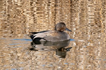 オカヨシガモ 鶴沼公園 2024年2月7日(水)