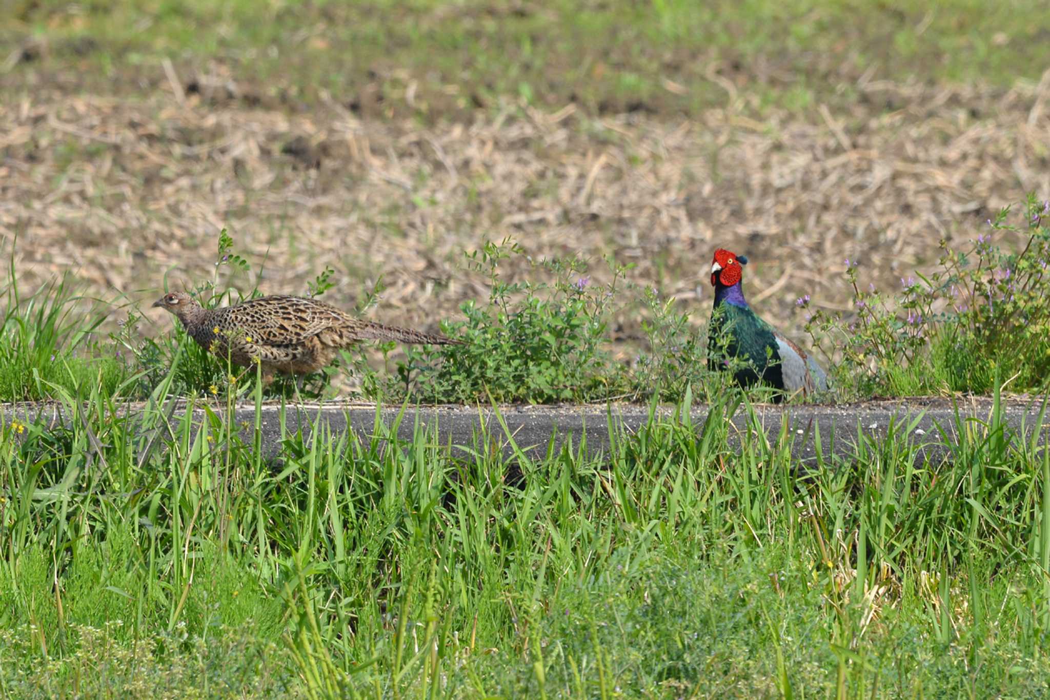 Green Pheasant