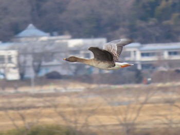 Tundra Bean Goose Izunuma Tue, 2/6/2024