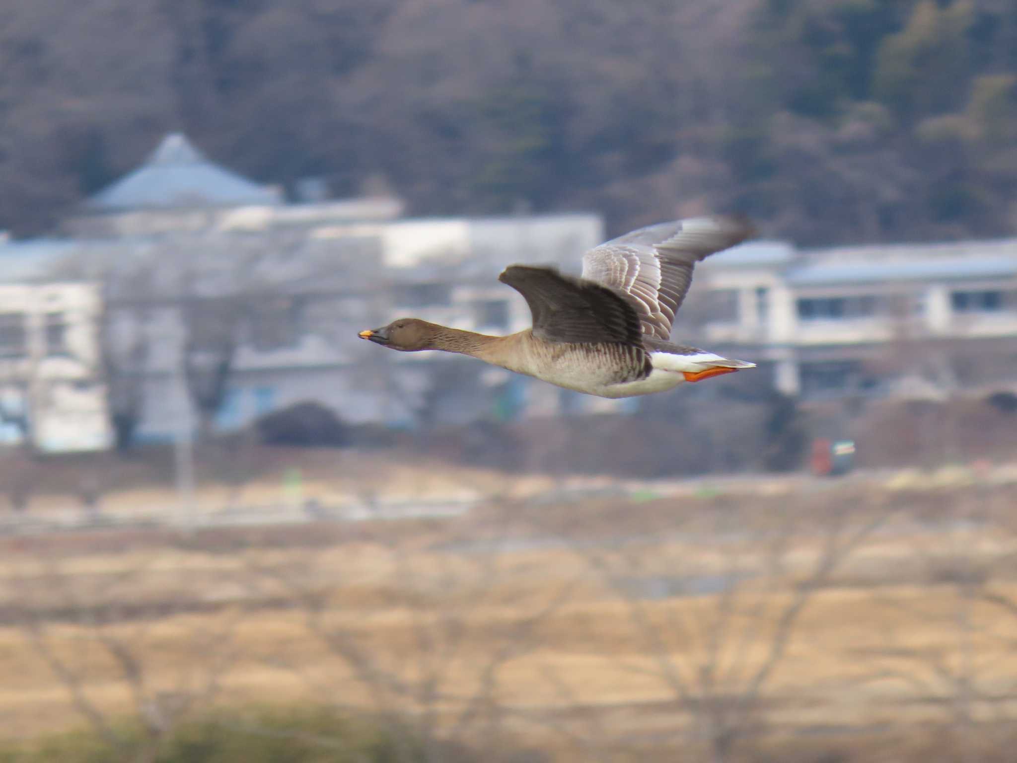 Tundra Bean Goose