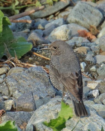 Blue Rock Thrush Unknown Spots Wed, 2/7/2024