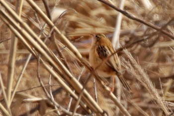 Zitting Cisticola Unknown Spots Wed, 2/7/2024