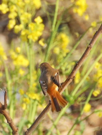 Daurian Redstart Unknown Spots Wed, 2/7/2024