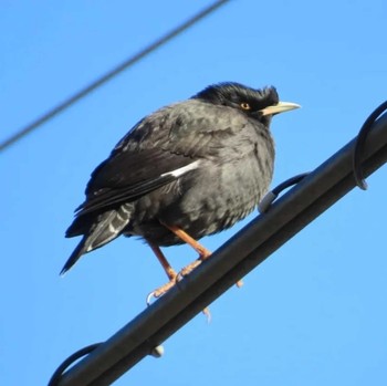 Crested Myna Maioka Park Wed, 1/17/2024