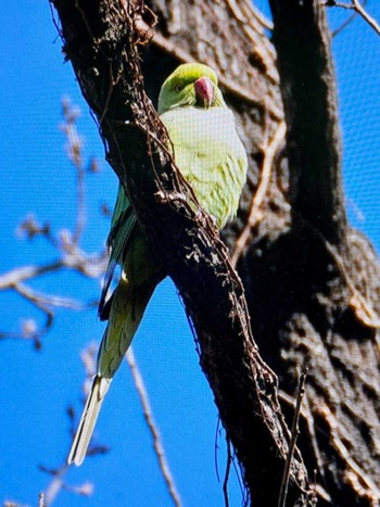 ワカケホンセイインコ 新宿御苑 2024年2月7日(水)