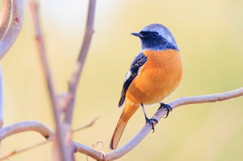 Daurian Redstart Akashi Park Tue, 1/9/2024