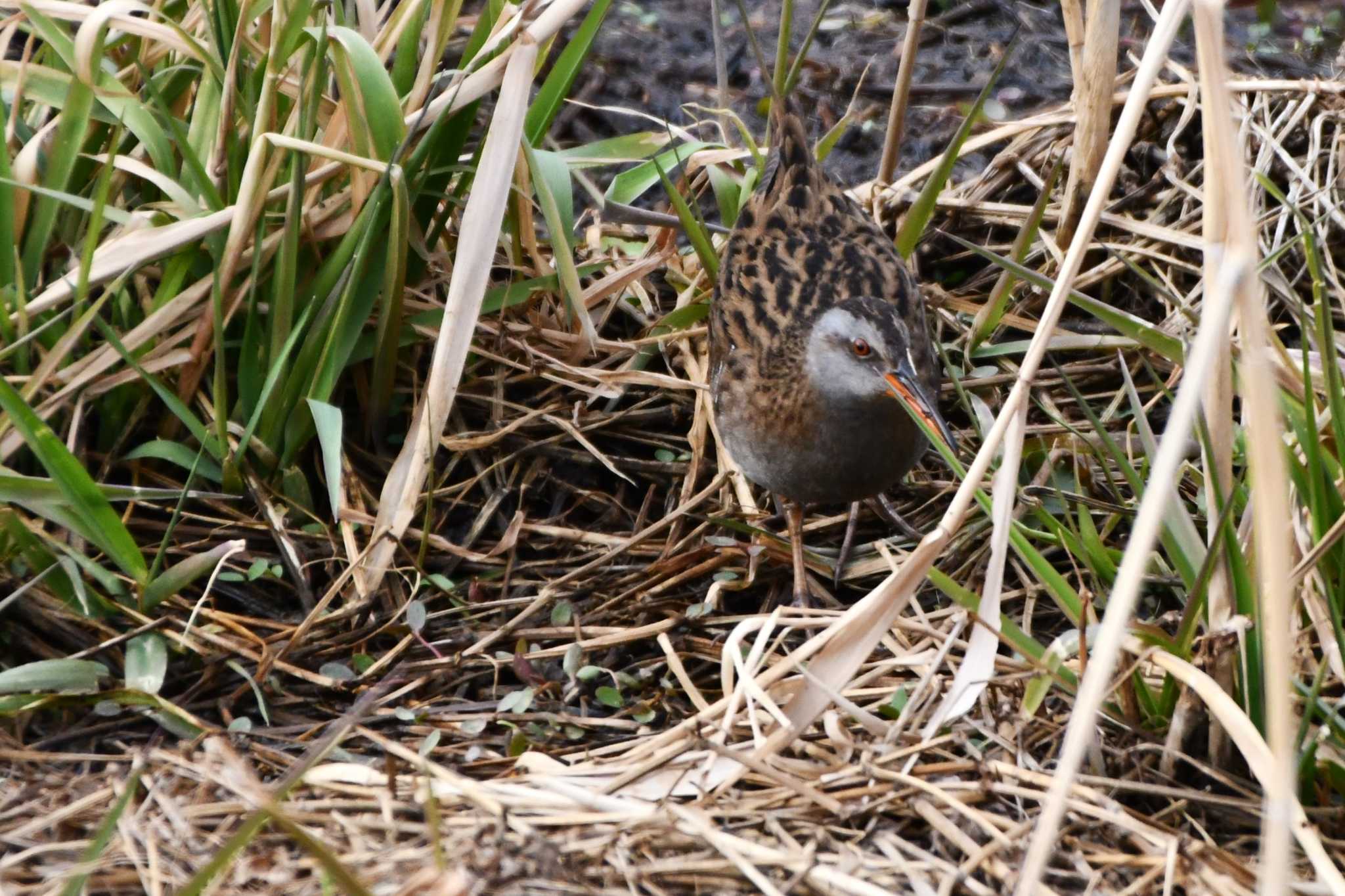 Photo of Brown-cheeked Rail at Akigase Park by geto