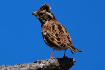 2024年2月7日(水) 多摩川の野鳥観察記録