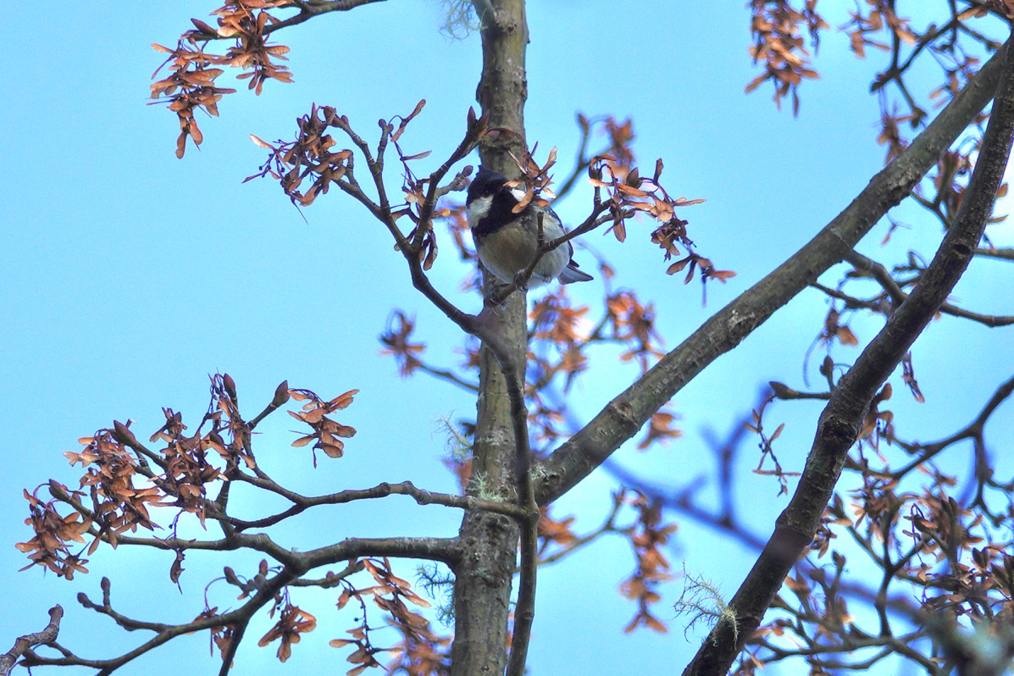 Photo of Coal Tit at 阿里山国家森林遊楽区 by のどか