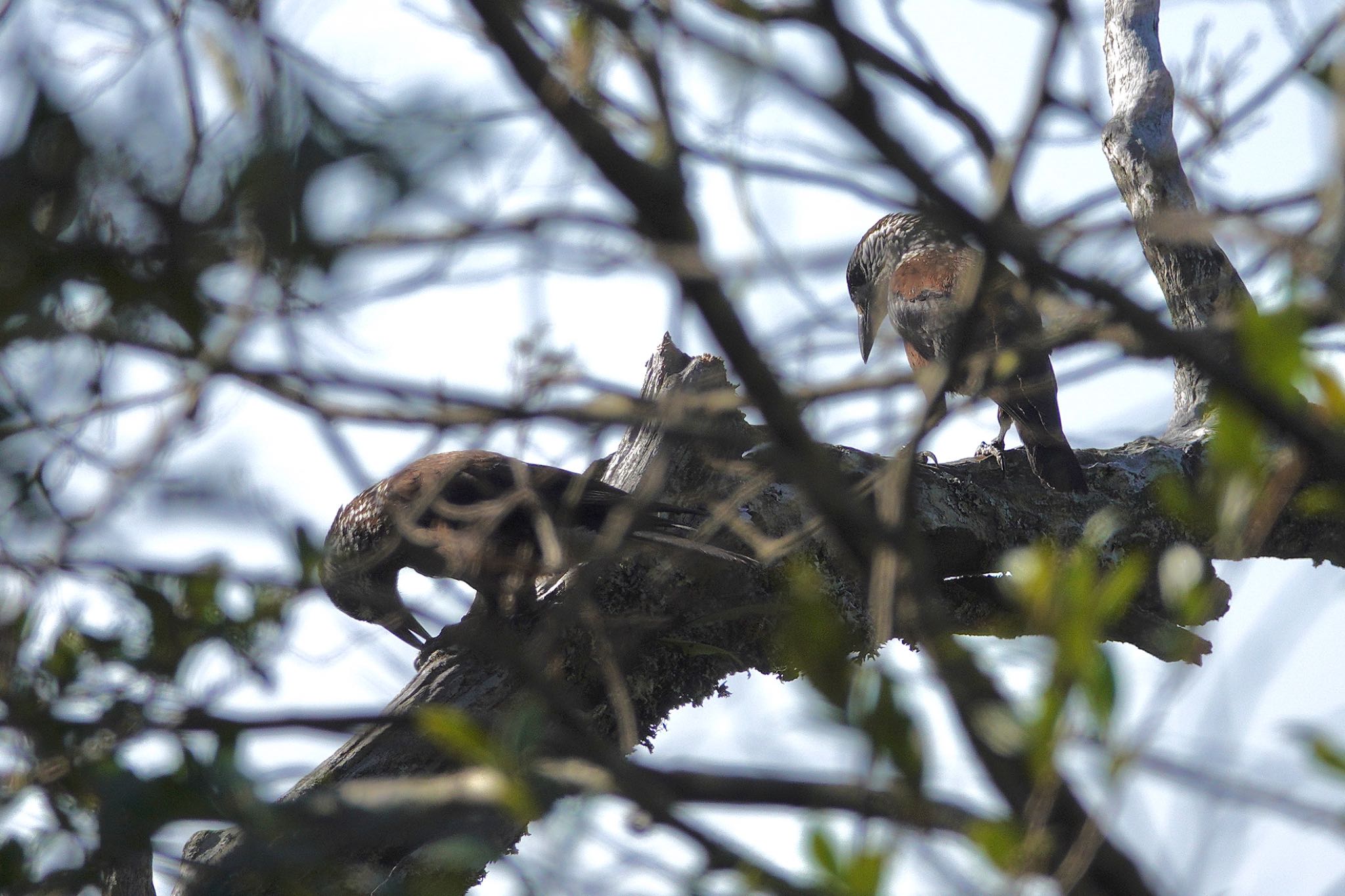 Photo of Spotted Nutcracker at 阿里山国家森林遊楽区 by のどか