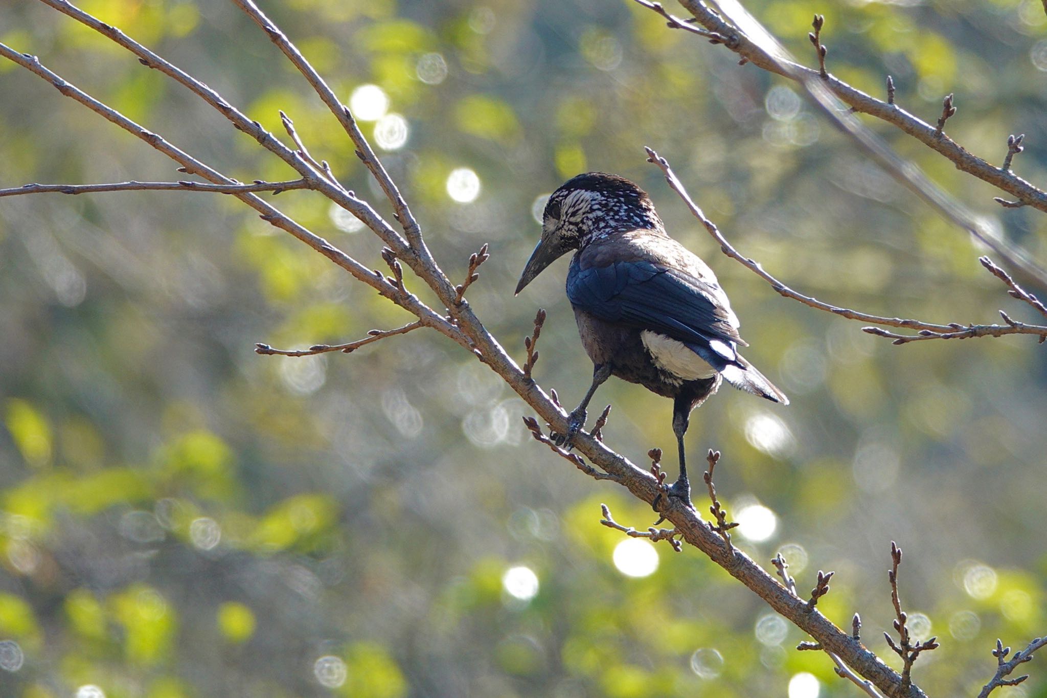 Spotted Nutcracker