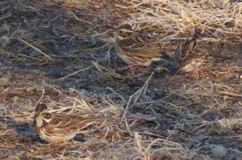 2024年2月7日(水) 上谷沼調整池の野鳥観察記録