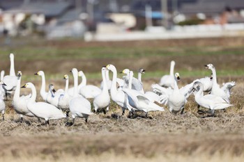 Tundra Swan 滋賀県湖北 Sat, 2/3/2024