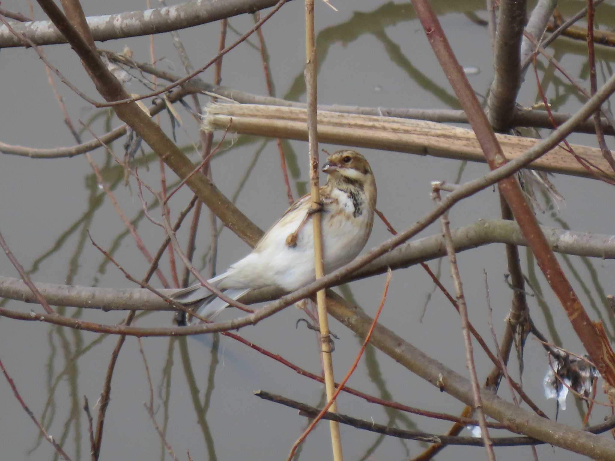 Common Reed Bunting