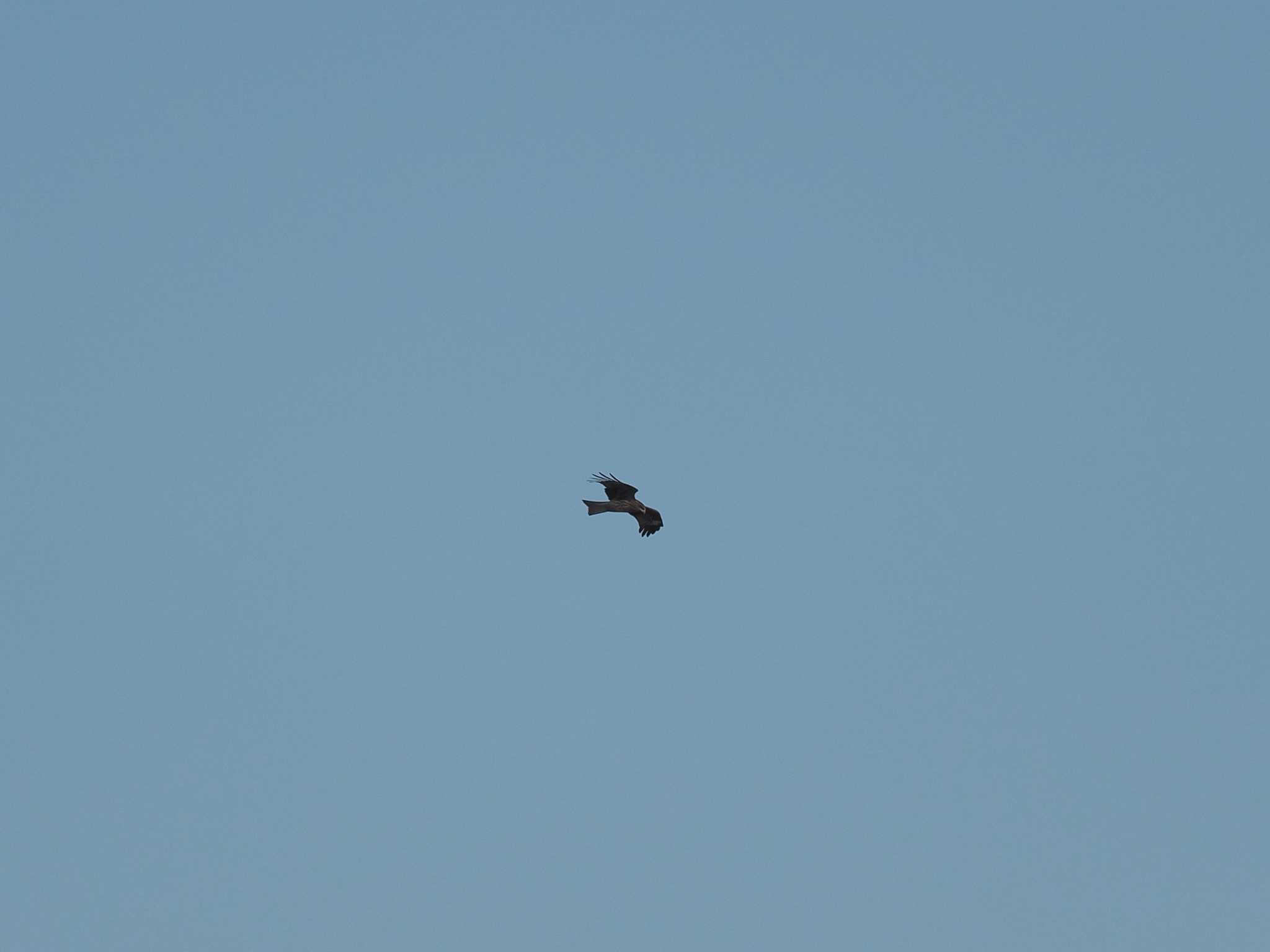 Black Kite