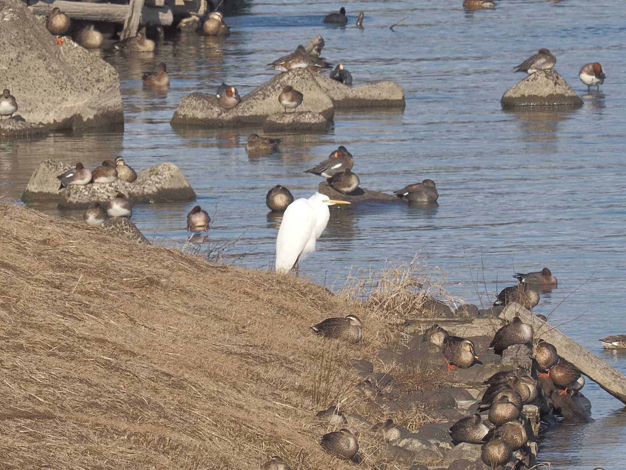 Photo of Great Egret at 笠松みなと公園 by MaNu猫