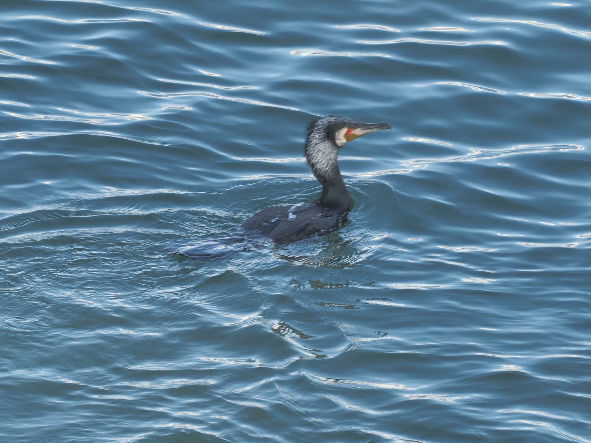 Great Cormorant